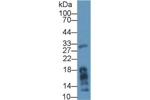 Western blot analysis of Mouse Liver lysate, using Human MGL Antibody (1 µg/ml) and HRP-conjugated Goat Anti-Rabbit antibody ( (MGLL antibody  (AA 1-303))