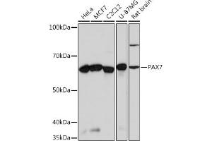 Western blot analysis of extracts of various cell lines, using P Rabbit mAb (ABIN1682930, ABIN3018591, ABIN3018592 and ABIN7101630) at 1:1000 dilution. (PAX7 antibody)