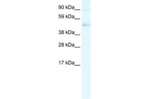 Western Blotting (WB) image for anti-Transcription Factor Dp-1 (TFDP1) antibody (ABIN2463824) (DP1 antibody)