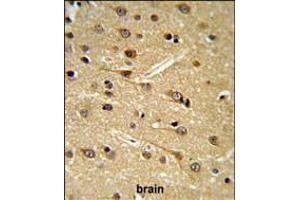 DPP10 Antibody IHC analysis in formalin fixed and paraffin embedded brain tissue followed by peroxidase conjugation of the secondary antibody and DAB staining. (DPP10 antibody  (AA 150-177))