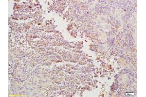 Formalin-fixed and paraffin embedded mouse spleen labeled with Rabbit Anti CDC40 Polyclonal Antibody, Unconjugated  at 1:200 followed by conjugation to the secondary antibody and DAB staining (CDC40 antibody  (AA 481-579))
