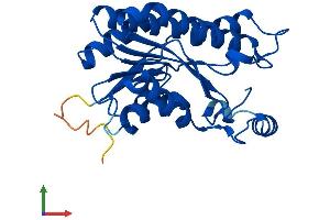 Protein Structure (PS) image for Hydroxysteroid (17-Beta) Dehydrogenase 8 (HSD17B8) (AA 1-259) protein (His tag) (ABIN7563352)