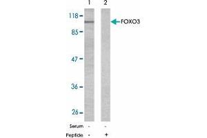 Western blot analysis of extract from NIH/3T3 using FOXO3 polyclonal antibody  . (FOXO3 antibody)