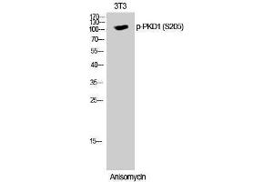 Western Blotting (WB) image for anti-Polycystic Kidney Disease 1 (Autosomal Dominant) (PKD1) (pSer205) antibody (ABIN3173270) (PKD1 antibody  (pSer205))