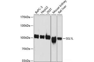 Western blot analysis of extracts of various cell lines using SEL1L Polyclonal Antibody at dilution of 1:3000. (SEL1L antibody)