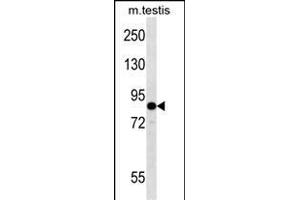 EIF2B5 Antibody (N-term) (ABIN657014 and ABIN2846194) western blot analysis in mouse testis tissue lysates (35 μg/lane). (EIF2B5 antibody  (N-Term))
