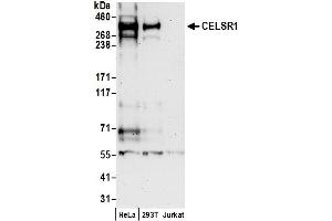 anti-Cadherin EGF LAG Seven Pass G-Type Receptor 1 (CELSR1) (AA 2964-3014) antibody