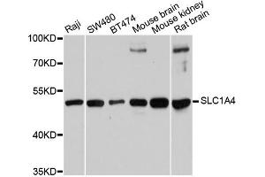 Western blot analysis of extracts of various cell lines, using SLC1A4 antibody (ABIN6292419) at 1:1000 dilution. (SLC1A4 antibody)