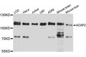 Western blot analysis of extracts of various cell lines, using ACAP2 antibody.