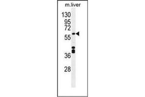 Western blot analysis of CYP1A2 Antibody (Center) in Mouse liver tissue lysates (35ug/lane).