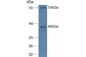Figure. (NCF4 antibody  (AA 111-339))