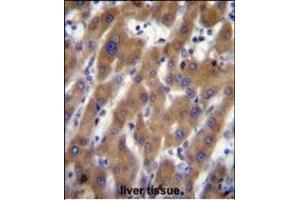 UB Antibody (N-term) (ABIN656700 and ABIN2845933) immunohistochemistry analysis in formalin fixed and paraffin embedded human liver tissue followed by peroxidase conjugation of the secondary antibody and DAB staining. (UBAP2 antibody  (N-Term))