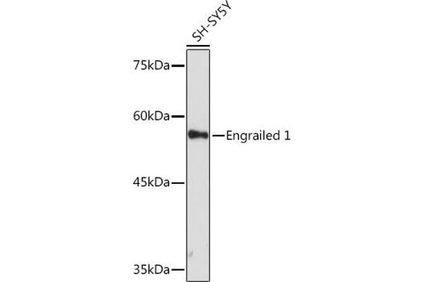 EN1 antibody