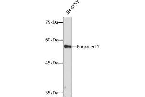 Western blot analysis of extracts of SH-SY5Y cells, using Engrailed 1 Rabbit mAb (ABIN7266949) at 1:1000 dilution. (EN1 antibody)