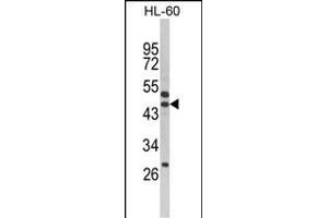 Western blot analysis of SERPINB7 Antibody (Center) (ABIN652538 and ABIN2842363) in HL-60 cell line lysates (35 μg/lane). (SERPINB7 antibody  (AA 108-137))