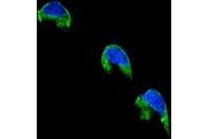Confocal immunofluorescent analysis of CYP1A2 Antibody (Center) Cat. (CYP1A2 antibody  (Middle Region))