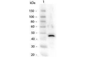Western Blot of Alcohol Dehydrogenase Antibody. (Alcohol Dehydrogenase (ADH) antibody)