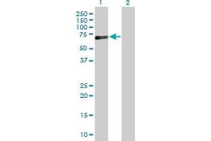 Western Blot analysis of PRF1 expression in transfected 293T cell line by PRF1 MaxPab polyclonal antibody. (Perforin 1 antibody  (AA 1-555))