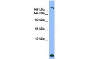 Image no. 1 for anti-Myosin Heavy Chain 1, Skeletal Muscle, Adult (MYH1) (AA 35-84) antibody (ABIN6741690) (MYH1 antibody  (AA 35-84))