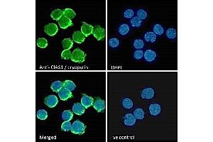 ABIN184887 Immunofluorescence analysis of paraformaldehyde fixed U937 cells immobilized on ShifixTM coverslip, permeabilized with 0.
