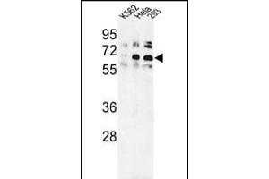Western blot analysis of TRIP13 Antibody (N-term) (ABIN389357 and ABIN2839463) in K562, Hela, 293 cell line lysates (35 μg/lane). (TRIP13 antibody  (N-Term))