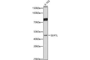 Western blot analysis of extracts of K-562 cells, using SEH1L antibody (ABIN7270189) at 1:1000 dilution. (SEH1L antibody)