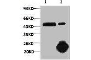 Immunoprecipitation (IP) image for anti-Caspase 9, Apoptosis-Related Cysteine Peptidase (CASP9) antibody (ABIN7189160)