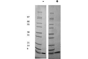 SDS-PAGE of Mouse Insulin-like Growth Factor I Recombinant Protein SDS-PAGE of Mouse Insulin-like Growth Factor I Recombinant Protein.