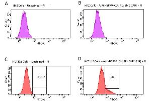 Fluorescence-activated cell sorting analysis using Mouse Anti-HSP70 Monoclonal Antibody, Clone 1H11: FITC conjugate .