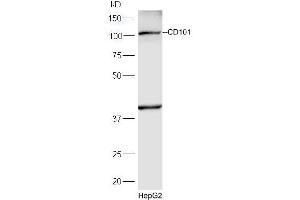 HepG2 lysates probed with Rabbit Anti-CD101 Polyclonal Antibody, Unconjugated (ABIN2172703) at 1:300 overnight at 4 °C.