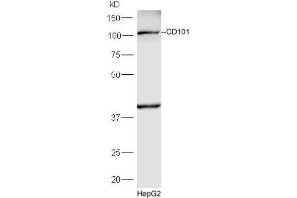 CD101 抗体  (AA 51-150)