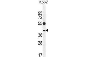 YOD1 Antibody (C-term) western blot analysis in K562 cell line lysates (35 µg/lane). (YOD1 antibody  (C-Term))