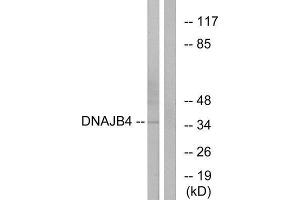 Western Blotting (WB) image for anti-DnaJ (Hsp40) Homolog, Subfamily B, Member 4 (DNAJB4) (Internal Region) antibody (ABIN1850380)