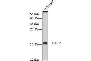 Western blot analysis of extracts of U-251MG cells, using KCNE2 antibody  at 1:1000 dilution. (KCNE2 antibody  (AA 1-100))
