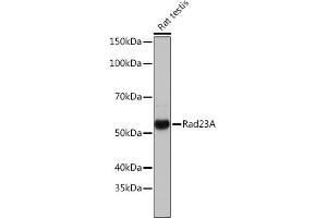 Western blot analysis of extracts of various cell lines, using Rad23A Rabbit mAb (ABIN7269824) at 1:1000 dilution. (RAD23A antibody)