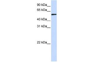 WB Suggested Anti-TADA3L Antibody Titration:  0. (TADA3L antibody  (Middle Region))