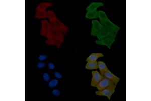 ABIN6261509 and ABIN6278567 staining Hela cells(24h of starvation treatment) by IF/ICC. (ELAV2/4 antibody  (Internal Region))