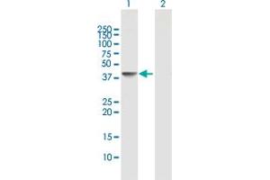 Western Blot analysis of DNAJB6 expression in transfected 293T cell line by DNAJB6 MaxPab polyclonal antibody. (DNAJB6 antibody  (AA 1-326))