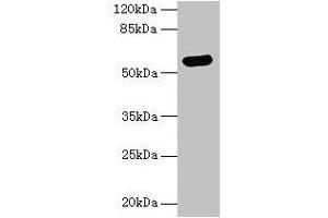Western blot All lanes: ARSG antibody at 8 μg/mL + Hela whole cell lysate Secondary Goat polyclonal to rabbit IgG at 1/10000 dilution Predicted band size: 58 kDa Observed band size: 58 kDa (ARSG antibody  (AA 17-525))