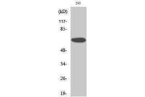 Western Blotting (WB) image for anti-SUMO1 Activating Enzyme Subunit 2 (UBA2) (C-Term) antibody (ABIN3187391) (UBA2 antibody  (C-Term))