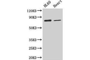 Western Blot Positive WB detected in: HL60 whole cell lysate, Mouse heart tissue All lanes: CAST antibody at 2.