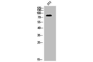 Western Blot analysis of 3T3 cells using Phospho-MRE11 (S264) Polyclonal Antibody (Mre11 antibody  (pSer264))