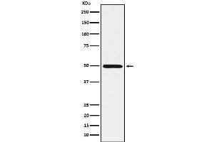 Western blot analysis of HGD expression in HepG2 cell lysate.