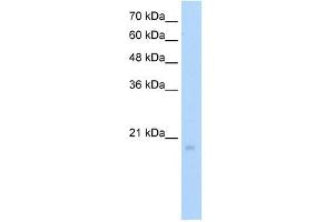 RGS8 antibody  (N-Term)