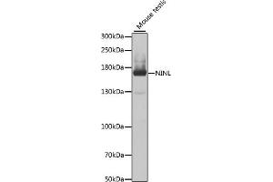 Western blot analysis of extracts of mouse testis, using NINL antibody (ABIN6133263, ABIN6144633, ABIN6144634 and ABIN6223492) at 1:1000 dilution. (NINL antibody  (AA 1-190))