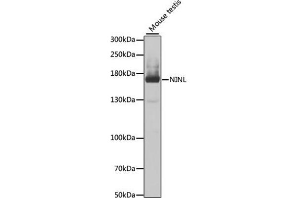 NINL 抗体  (AA 1-190)