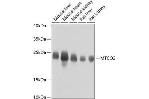 Western blot analysis of extracts of various cell lines, using MTCO2 antibody (ABIN7266639) at 1:800 dilution. (COX2 antibody  (AA 100-200))