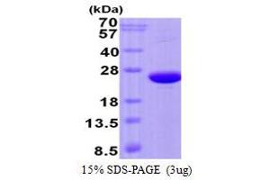 Image no. 1 for Cellular Repressor of E1A-Stimulated Genes 1 (CREG1) protein (His tag) (ABIN1098379) (CREG1 Protein (His tag))
