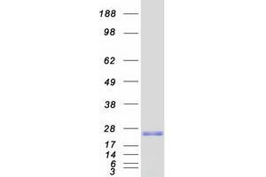 Validation with Western Blot (RGC32 Protein (Myc-DYKDDDDK Tag))