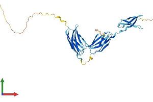 AlphaFold protein structure predicition of Human Recombinant TNXA Protein, UniprotID Q16473 (TNXA Protein (AA 1-311) (His tag))
